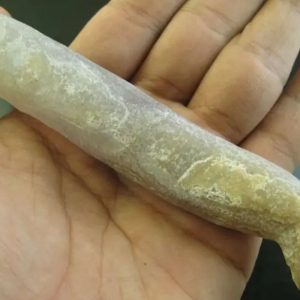 Crocodile Genital Fossil - Type D4