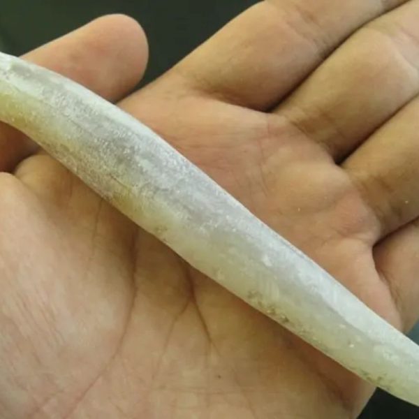 Crocodile Genital Fossil - Type D3
