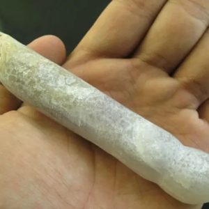 Crocodile Genital Fossil - Type D2