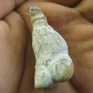 Crocodile Genital Fossil - Type C2