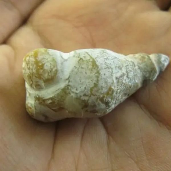 Crocodile Genital Fossil - Type C2 - Image 3