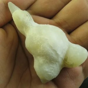 Crocodile Genital Fossil - Type B2