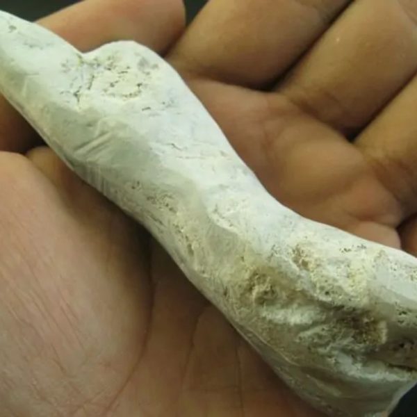 Crocodile Genital Fossil - Type A3