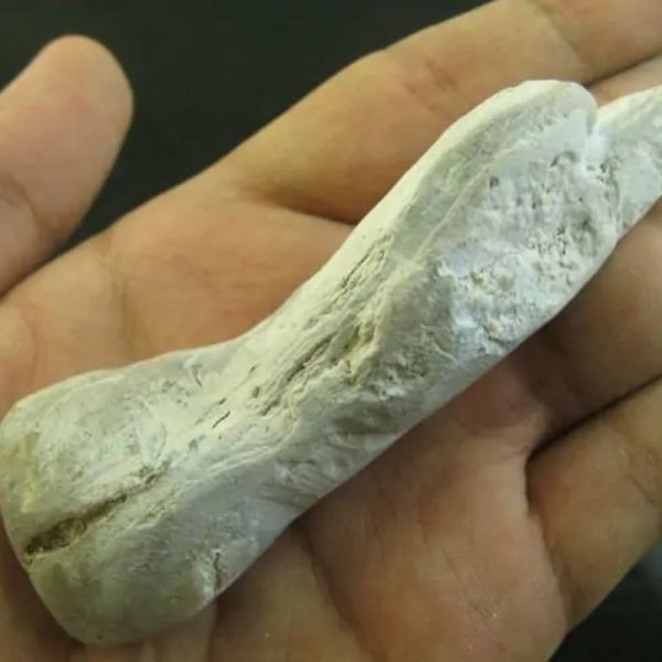 Crocodile Genital Fossil - Type A3 - Image 3