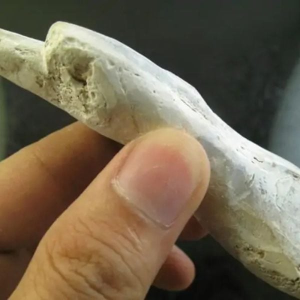 Crocodile Genital Fossil - Type A3 - Image 2