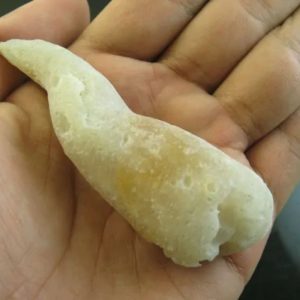 Crocodile Genital Fossil - Type A2