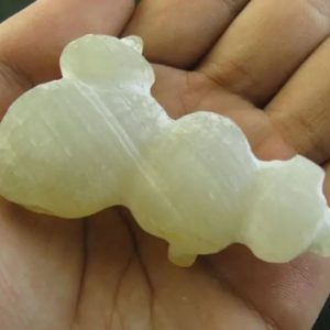 Crocodile Genital Fossil - Type B1