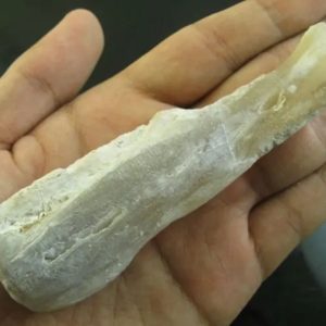 Crocodile Genital Fossil - Type A1