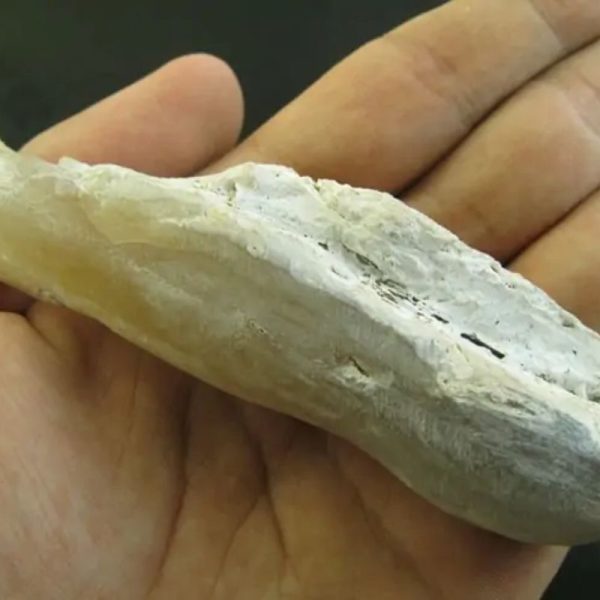 Crocodile Genital Fossil - Type A1 - Image 3