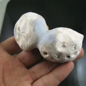 Sea Snake Heart Fossil - Type B3