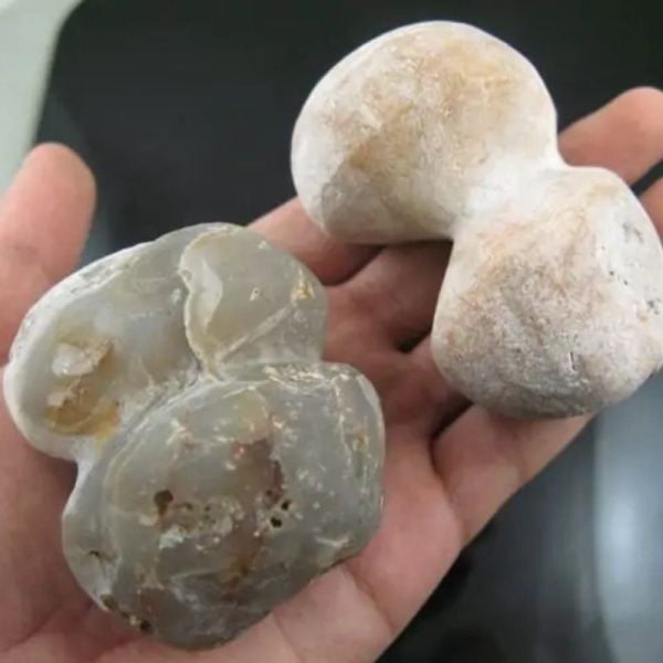 Sea Snake Heart Fossil - Type B2