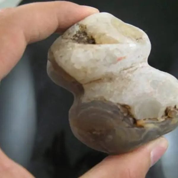 Sea Snake Heart Fossil - Type B2 - Image 4