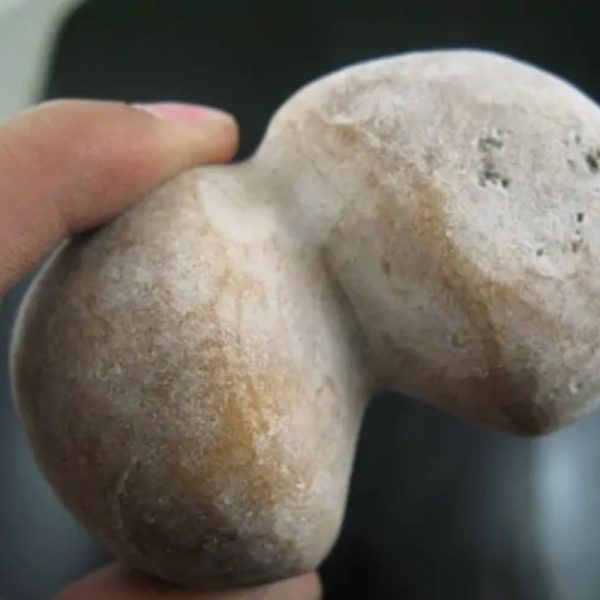 Sea Snake Heart Fossil - Type B2 - Image 2