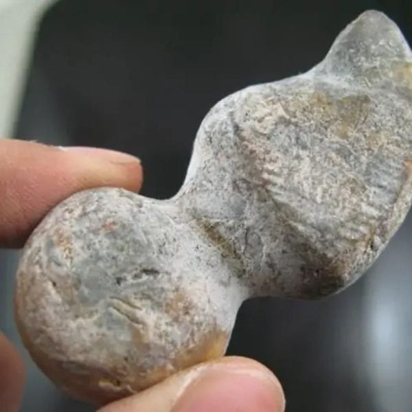 Sea Snake Heart Fossil - Type B1