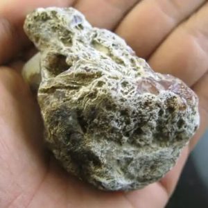 Tiger Semen Fossil - Type A2