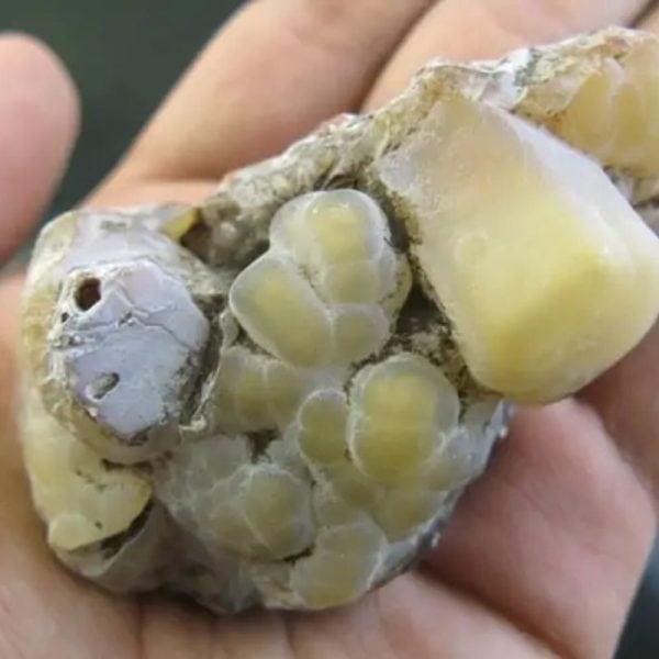 Tiger Semen Fossil - Type A2 - Image 3