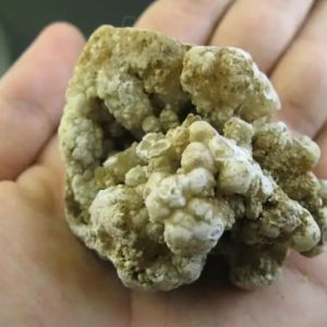 Tiger Semen Fossil - Type A1