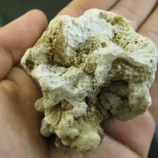 Tiger Semen Fossil - Type A1 - Image 3