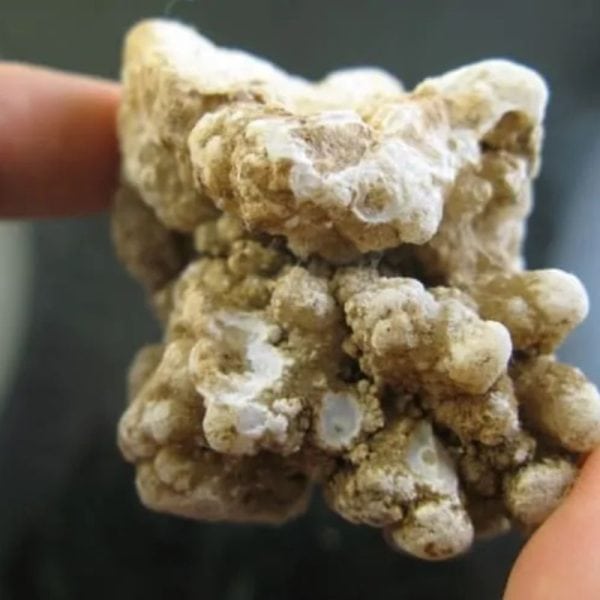 Tiger Semen Fossil - Type A1 - Image 2