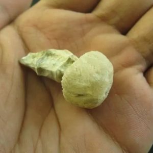 Cobra Semen Fossil -Type A2