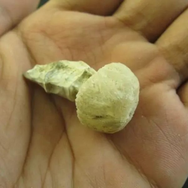 Cobra Semen Fossil -Type A2