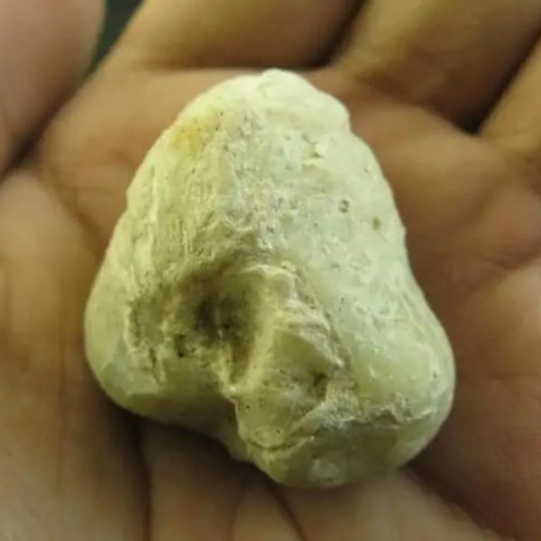 Cobra Semen Fossil -Type A1