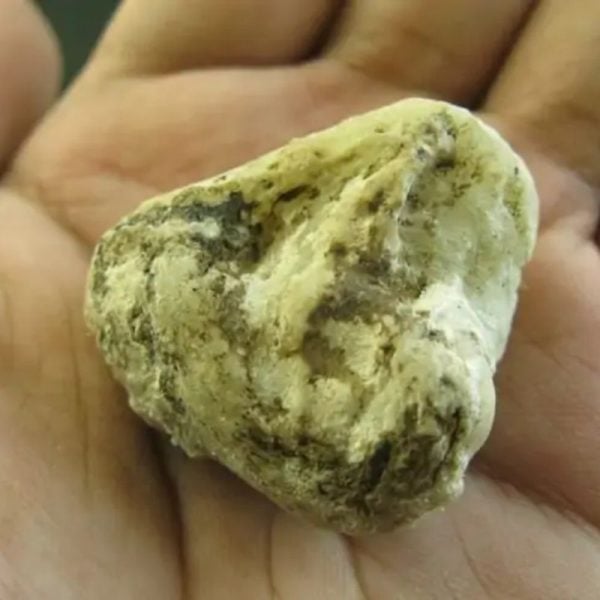 Cobra Semen Fossil -Type A1 - Image 3