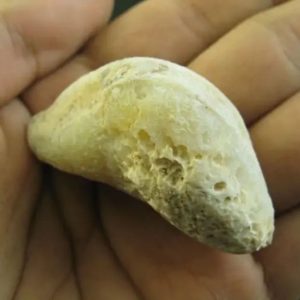 Elephant Semen Fossil - Type E2