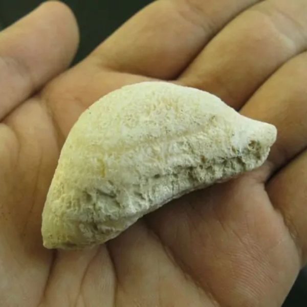 Elephant Semen Fossil - Type E2 - Image 3