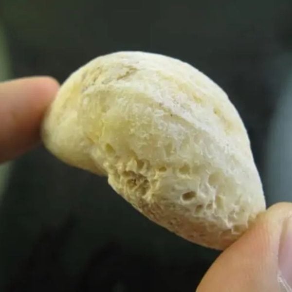 Elephant Semen Fossil - Type E2 - Image 2