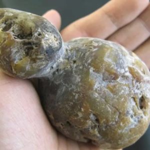 Snake Bile Fossil - Type A6