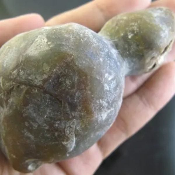 Snake Bile Fossil - Type A6 - Image 3