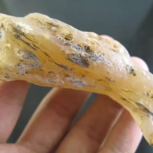 Snake Bile Fossil - Type A5