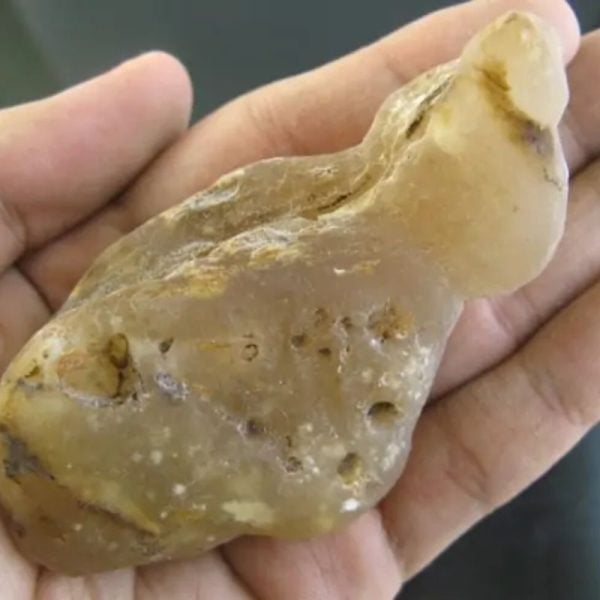 Snake Bile Fossil - Type A5 - Image 2