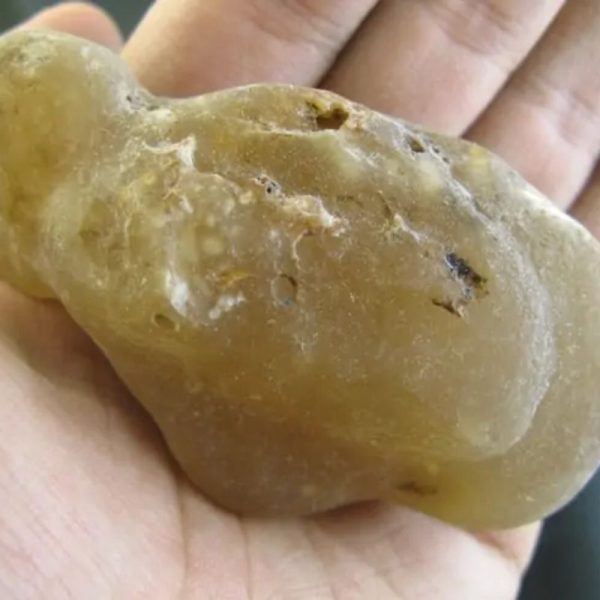 Snake Bile Fossil - Type A5 - Image 3