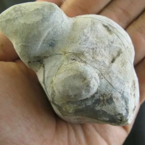 Snake Bile Fossil - Type A4