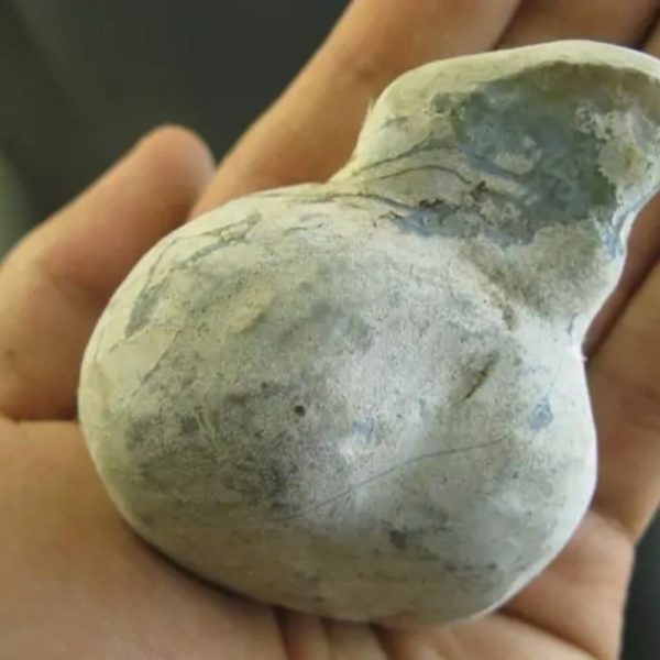 Snake Bile Fossil - Type A4 - Image 3