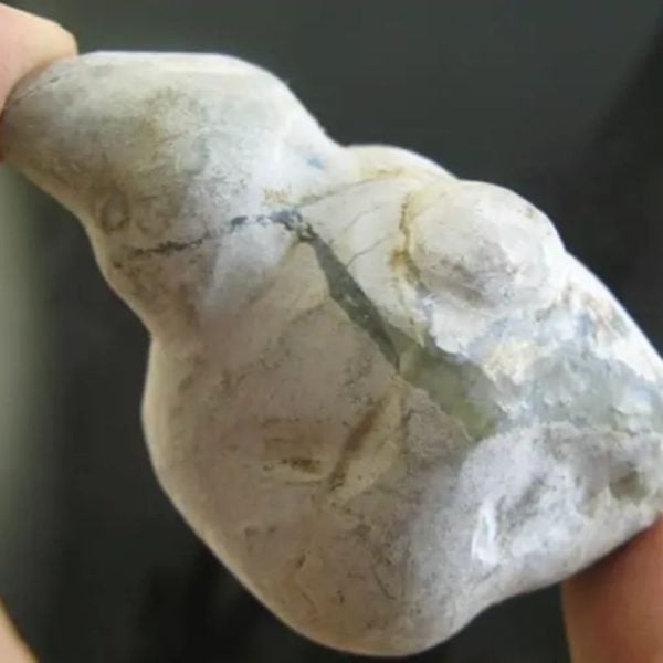 Snake Bile Fossil - Type A4 - Image 2