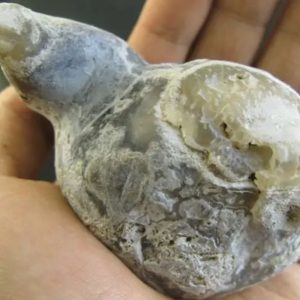 Snake Bile Fossil - Type A3