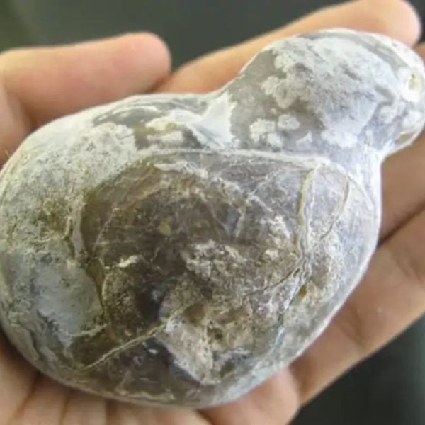Snake Bile Fossil - Type A3 - Image 3