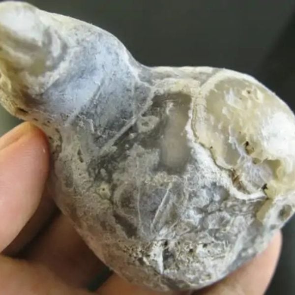 Snake Bile Fossil - Type A3 - Image 2