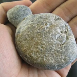 Snake Bile Fossil - Type A2