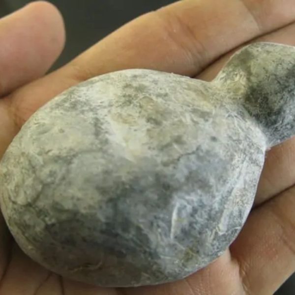 Snake Bile Fossil - Type A2 - Image 3