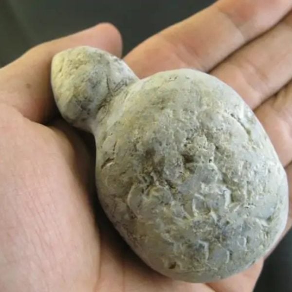 Snake Bile Fossil - Type A1 - Image 2