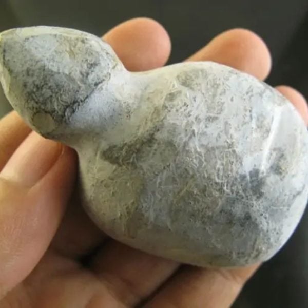 Snake Bile Fossil - Type A1 - Image 3