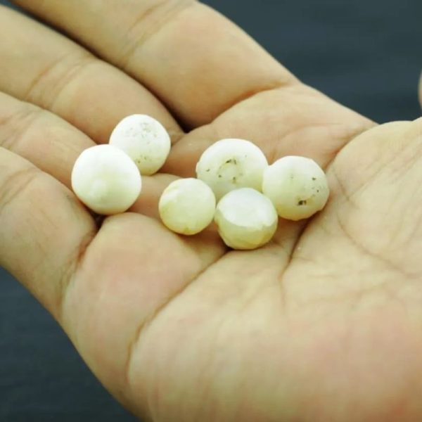 White Eagle Pearls - Type G1