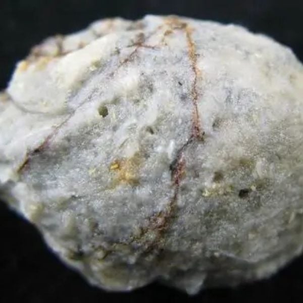 Eagle Pearl - Type B - Image 3