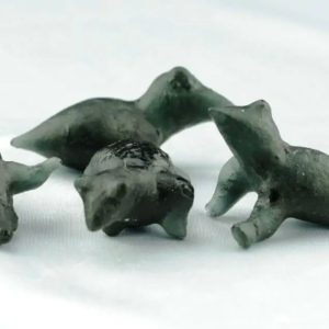 Fossilized Baby Crow - Type A1