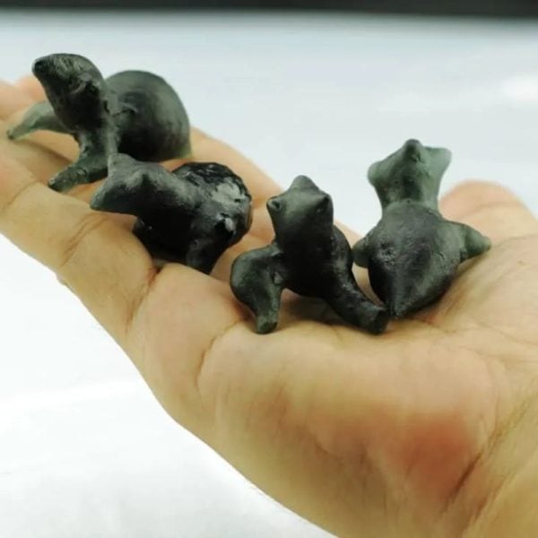 Fossilized Baby Crow - Type A1 - Image 3