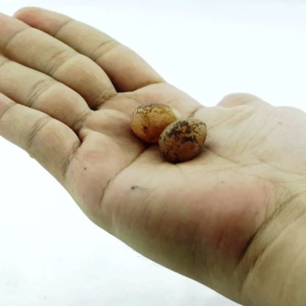 Chicken Pearls - Type A - Image 2
